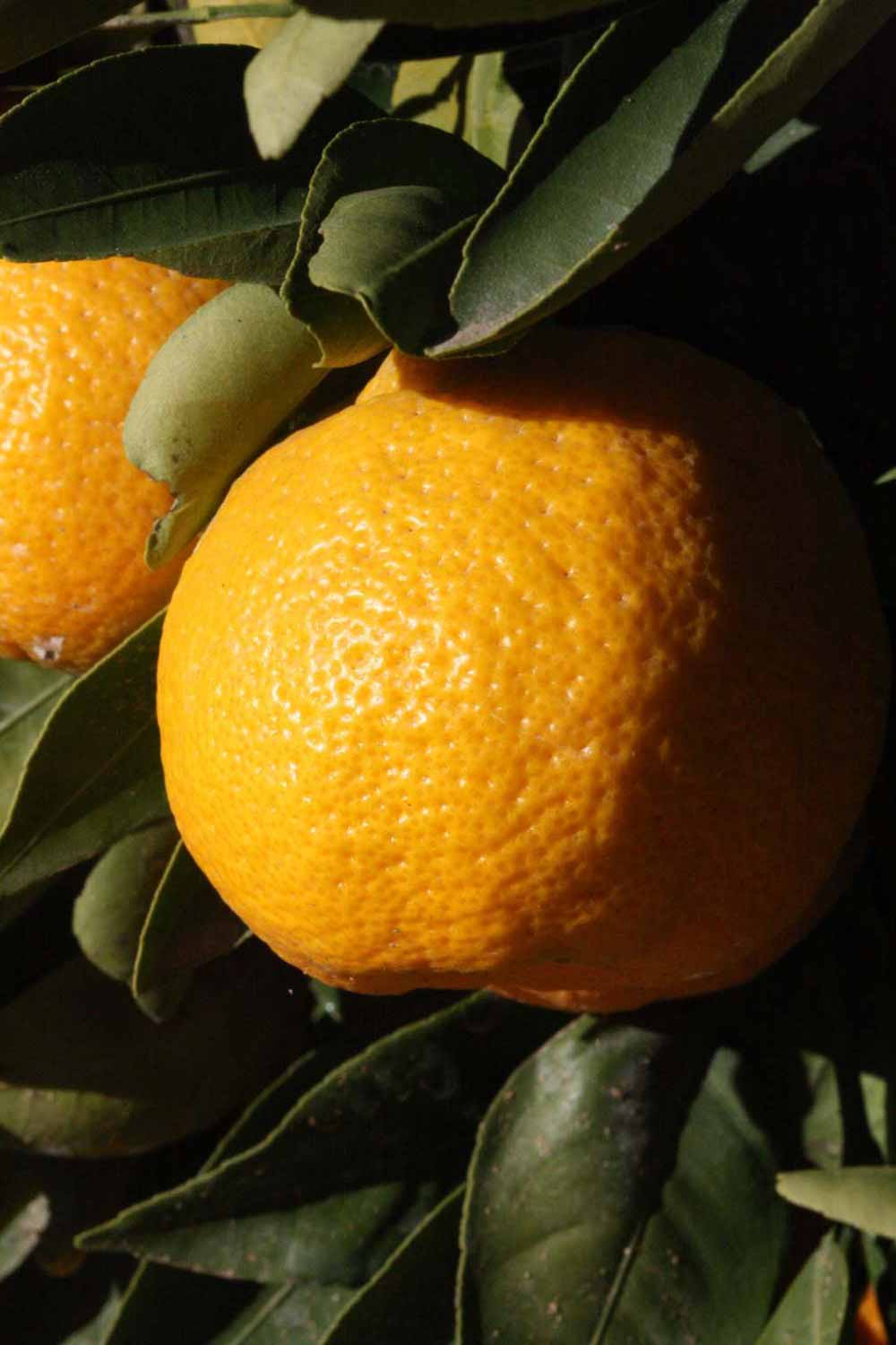            Fruit (Riverside, CA)   